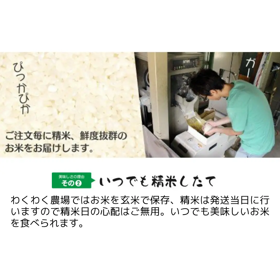 【先行予約】令和8年産 五泉産コシヒカリ 5kg わくわく農場 | コシヒカリ 白米 米 新潟県産 五泉市