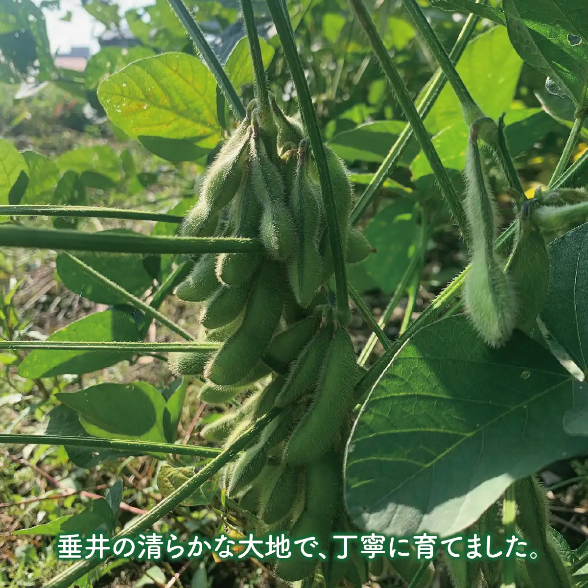 【３ヶ月定期便】大豆（フクユタカ） 5kg（500ｇ×10袋） 2025/9/19～