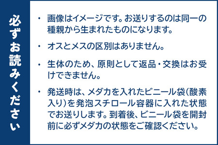 めだか エメキン (1ペア) メダカ 生体 観賞用 魚 ペット 観賞魚