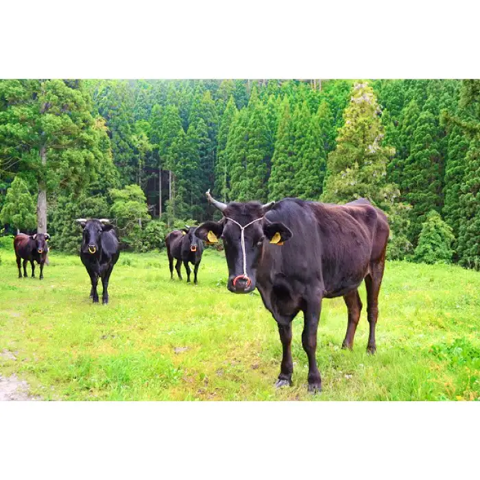 【冷蔵配送】全国大会W受賞！奥出雲和牛肩ロースしゃぶしゃぶ肉の定期便800g×8回 （毎月17日お届け）【牛肉 定期便 肩ロースしゃぶしゃぶ肉 8回 800g 肩ロース しゃぶしゃぶ 人気 冷蔵 国産 奥出雲和牛 黒毛和牛 ブランド牛 贅沢 お祝い 贈り物 プレゼント ギフト】