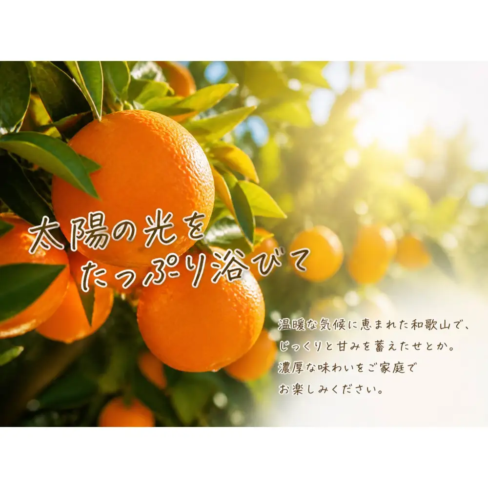 紀州有田産せとか約5kg ［ご家庭用］とろける食感！ジューシー柑橘［2027年2月中旬以降発送］［先行予約］［UT90］