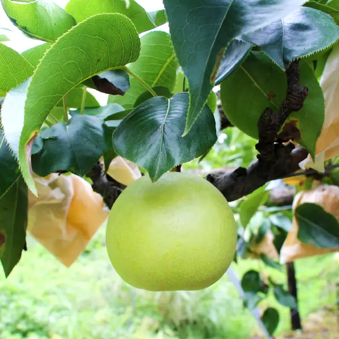二十世紀梨　特選3kg【梨 特選 3kg 20世紀 二十世紀 先行予約 期間限定 数量限定 フルーツ 果物 なし ナシ 贈答 贈り物 ギフト お取り寄せ 産地直送 鳥取県】