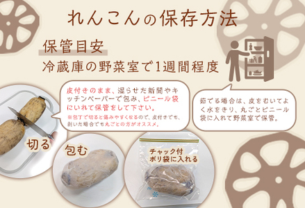 75T-04【大口れんこん】新潟県長岡産レンコン4kg（3.6kg+芽れんこん0.4kg）