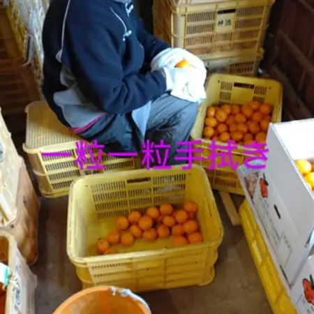 隠れ名産地　和泉みかん温州早生(小玉中玉大玉サイズミックス)　5kg【1535223】