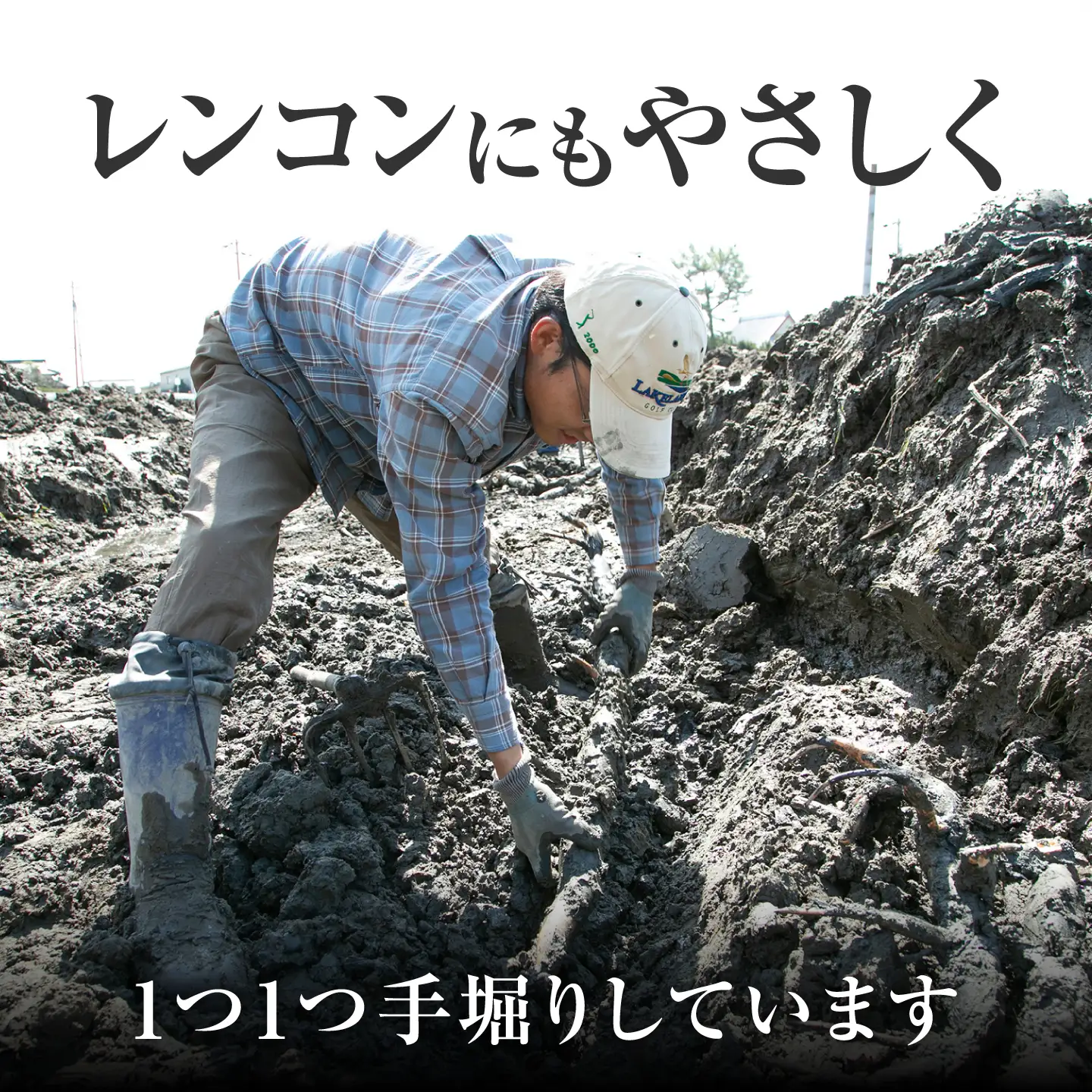 【8月中旬より順次発送】れんこん 2kg 「SEIMEI」 手掘り 蓮根 レンコン / 水谷グルッポ[AEBX001]