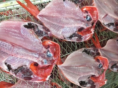 【チルドでお届け】朝干しひものセット6種以上！ (a15-383)