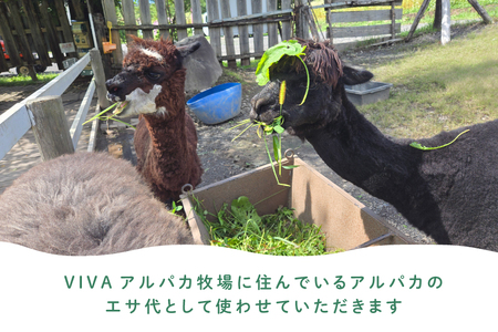 アルパカのエサ