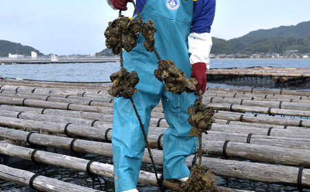 【日時指定可】福岡県糸島産 殻付き牡蠣 10kg(125粒前後) 糸島市 / 日進丸 牡蛎 カキ [AWA012]