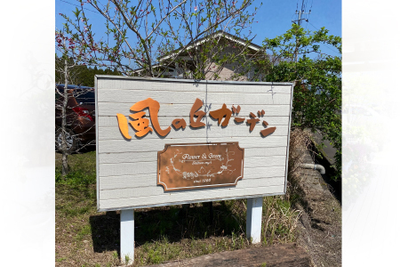 【ドライガーデンで人気】ユッカ・ロストラータ（ユッカ ドライガーデン 観葉植物 植物 観賞用 希少）