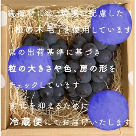 巨峰ぶどう(種なし) 　2房　1kg 以上　産地直送　山梨県山梨市牧丘産【配送不可地域：離島・沖縄県】【1535963】