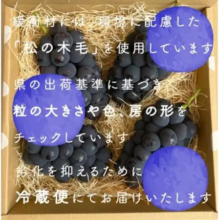 巨峰ぶどう(種なし) 2kg 以上 産地直送 山梨県山梨市牧丘産【配送不可地域：離島・沖縄県】【1535988】
