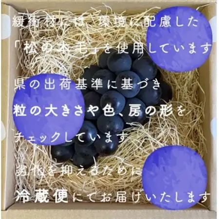 巨峰ぶどう(種なし) 1房500グラム以上 産地直送 山梨県山梨市牧丘産【配送不可地域：離島・沖縄県】【1535989】