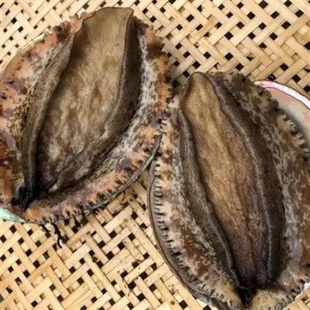 【金曜日発送】漁師直送!天然活メガイアワビ1kg(2～5枚)【配送不可地域：離島・北海道・沖縄県・東北・中国・四国・九州】【1532974】