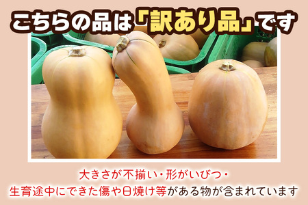 [訳あり] バターナッツかぼちゃ 20kg【数量限定／期間限定】9月下旬より順次発送｜南瓜 カボチャ 産地直送 農家直送 野菜 訳あり品 甘楽町産 群馬県産 吉田農場 訳アリ ワケあり [0216]