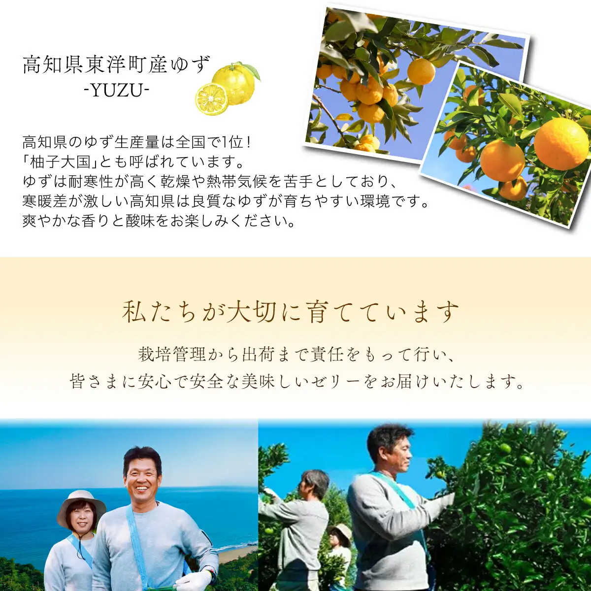 飲むゼリー ぽんかん 8個入り F145 [F-10] 【株式会社フクチャンFARM】