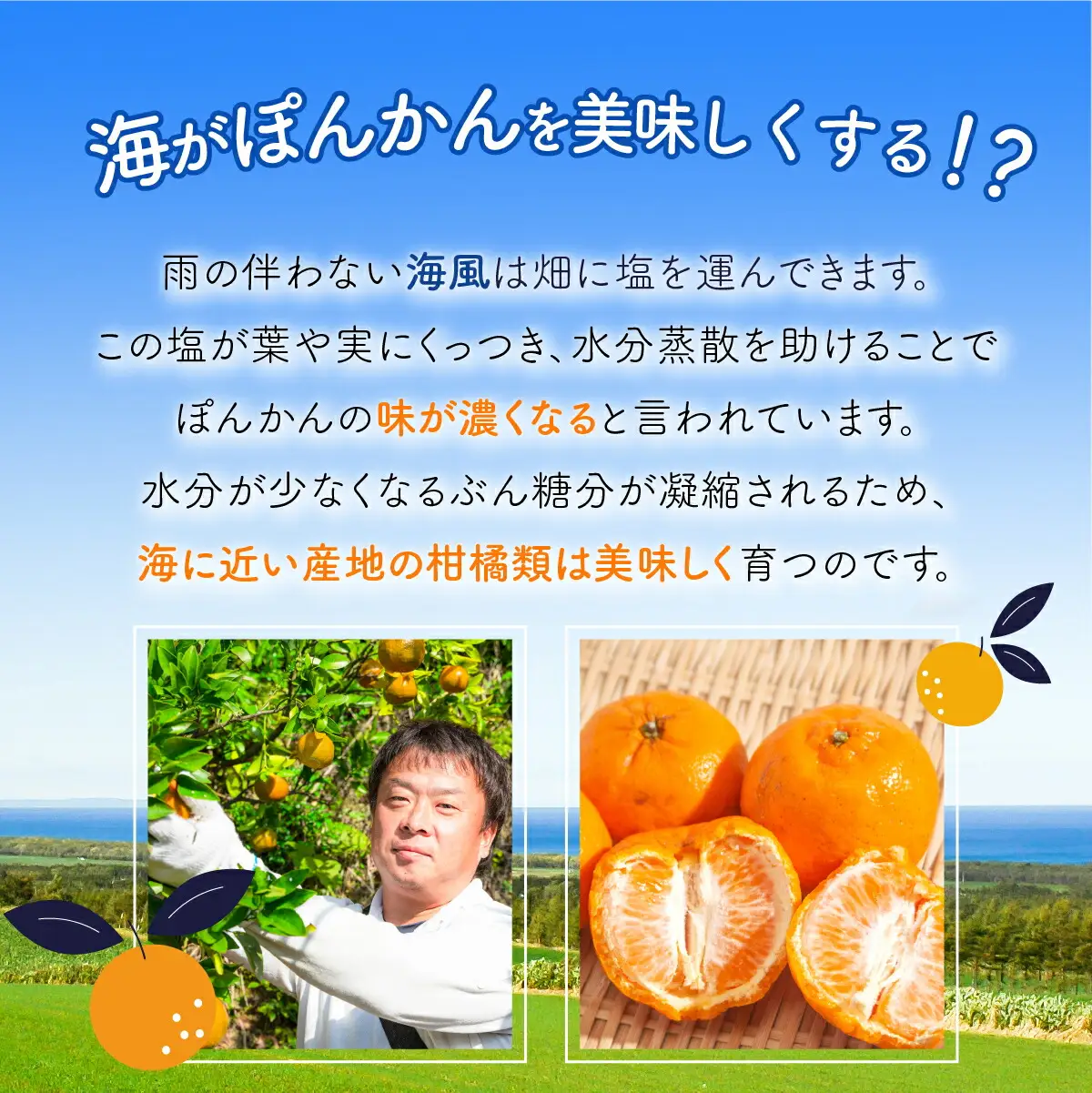 ポンカン 10kg〈贈答用〉【畠口農園（畠口　伸二）】
