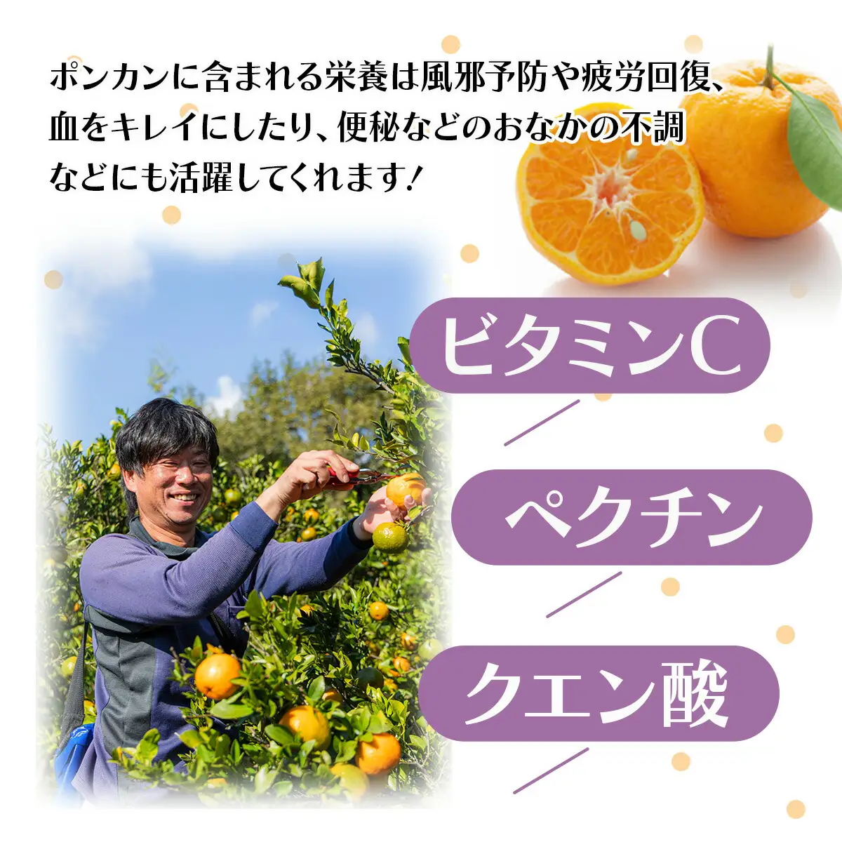 【先行予約】ポンカン 贈答用 5kg【畠口FARM（畠口　佳養）】