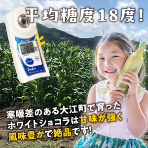 027-006《先行受付》朝採りホワイトショコラ約5kg・A品L～3L・11～15本程度 【2026年9月上旬～発送予定】【山形とうもろこし・大江町産・明石農園】 027-006