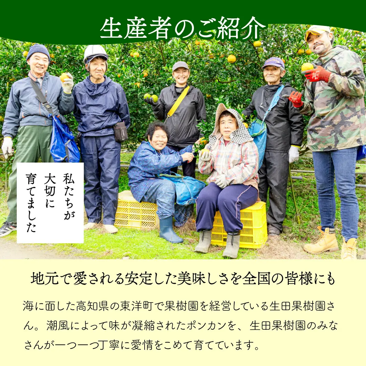 ＜先行予約＞生田の訳ありポンカン【5kg】
