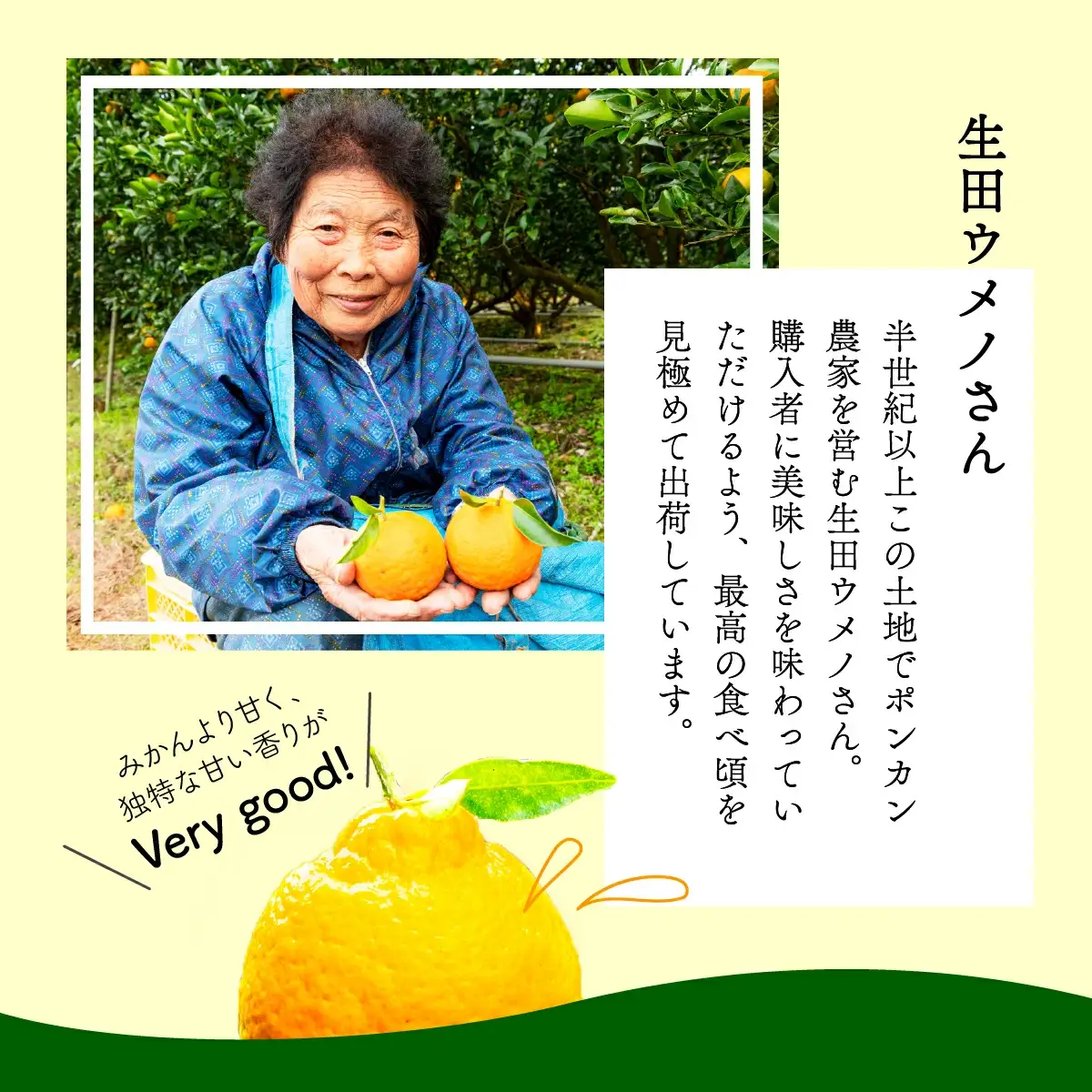 ＜先行予約＞生田の訳ありポンカン【10kg】16 [I-02] 【生田果樹園】