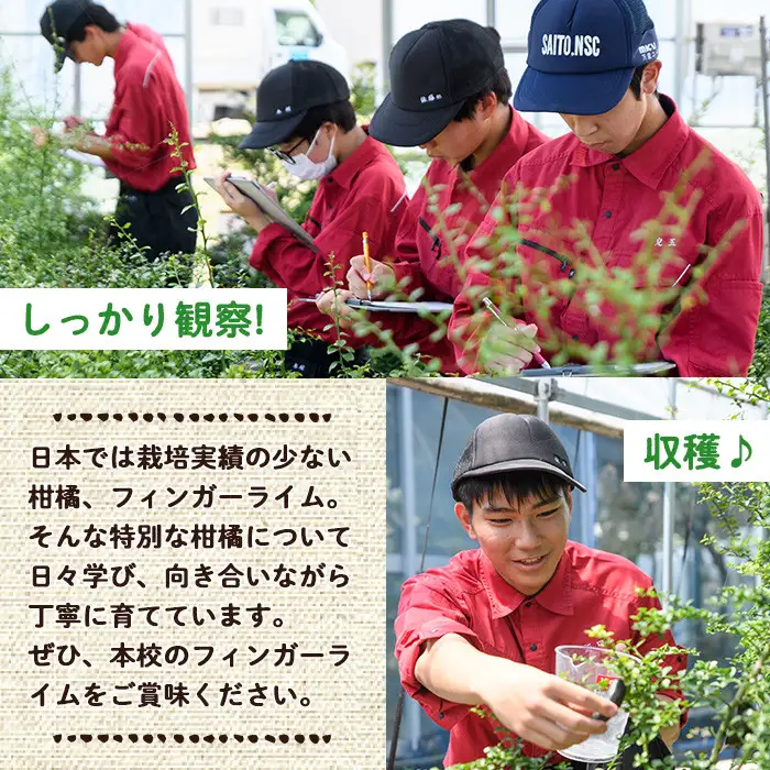 ＜先行予約受付中！2026年10月から順次発送予定＞＜数量限定・期間限定＞宮崎県門川町産フィンガーライム(70g) 柑橘 門高 【AU-3】【宮崎県立門川高等学校】
