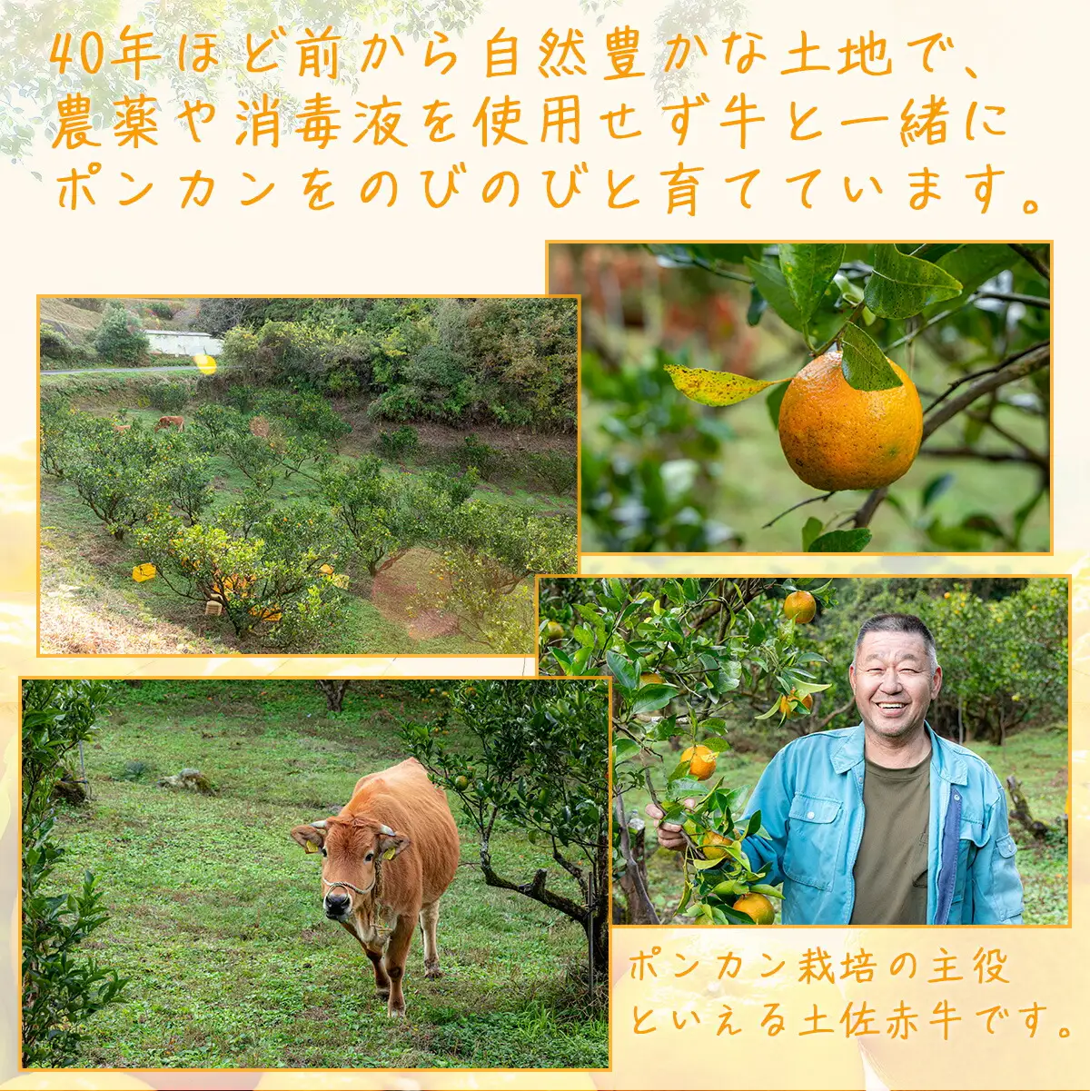 コクうまポンカン＜5kg＞ サイズ混合【小池農園】