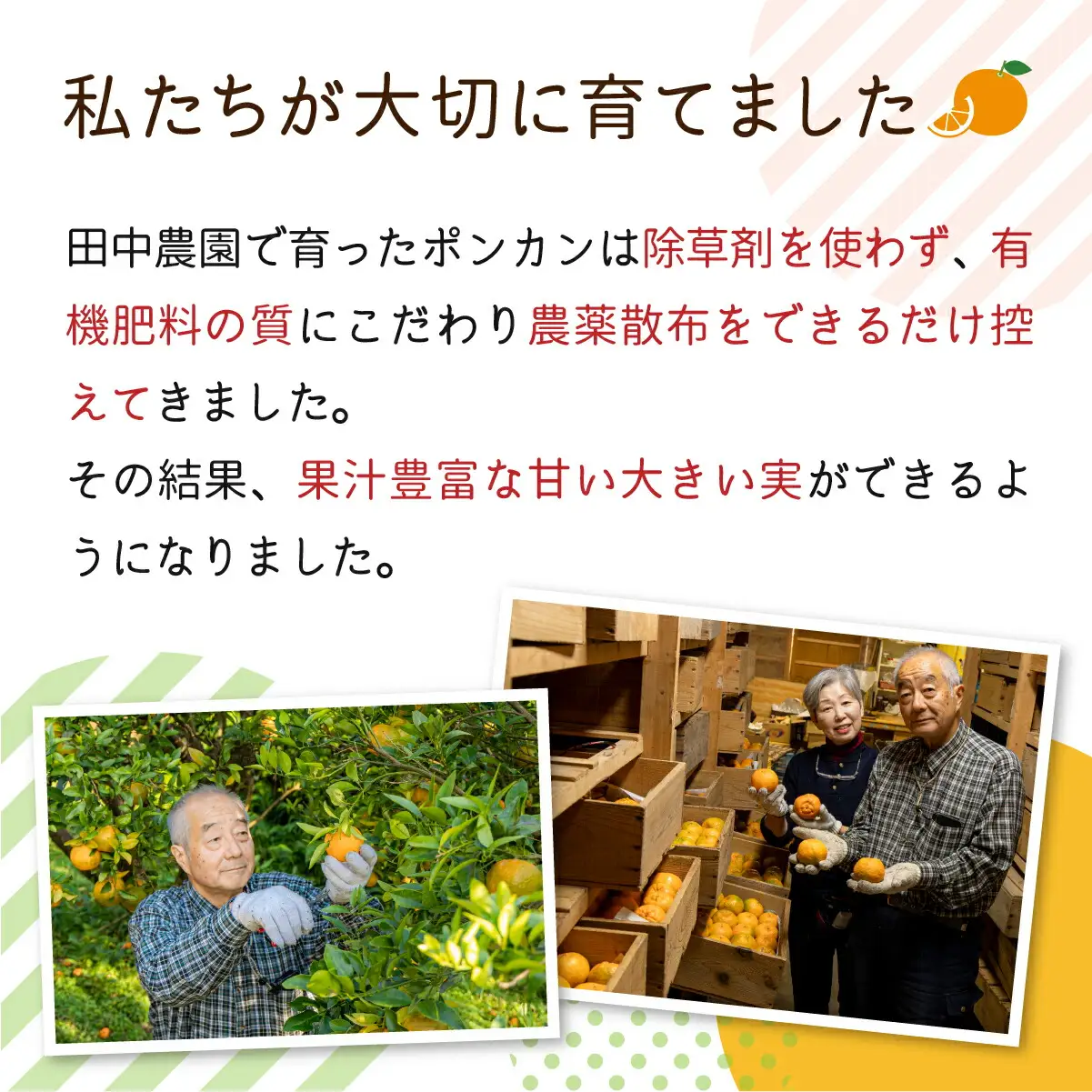 訳ありポンカン 5kg（L~3Lサイズ） 【田中農園】