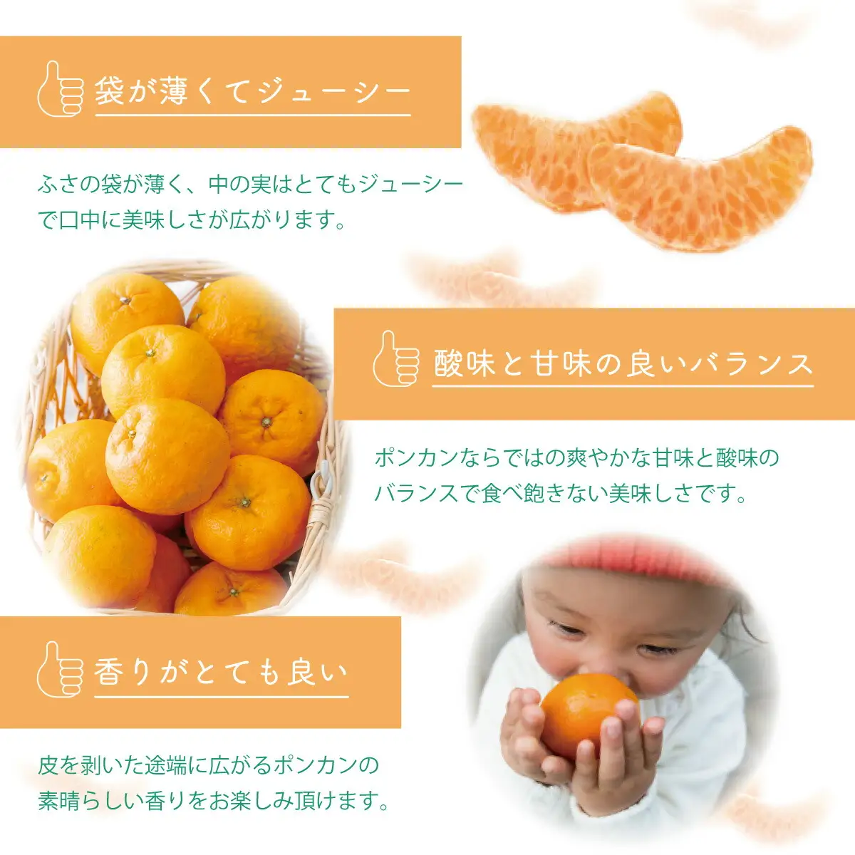 【先行予約】秀品ポンカン＜5kg＞　Teshi04 [TS-01] 【ファーム手島】