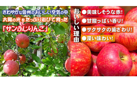 MZ10 南信州産 サンふじりんご 約5kg 贈答用 / 2026年12月中旬頃～12月下旬頃配送予定 // 長野県 南信州 さんふじ サンフジ ふじりんご 贈答 リンゴ 林檎
