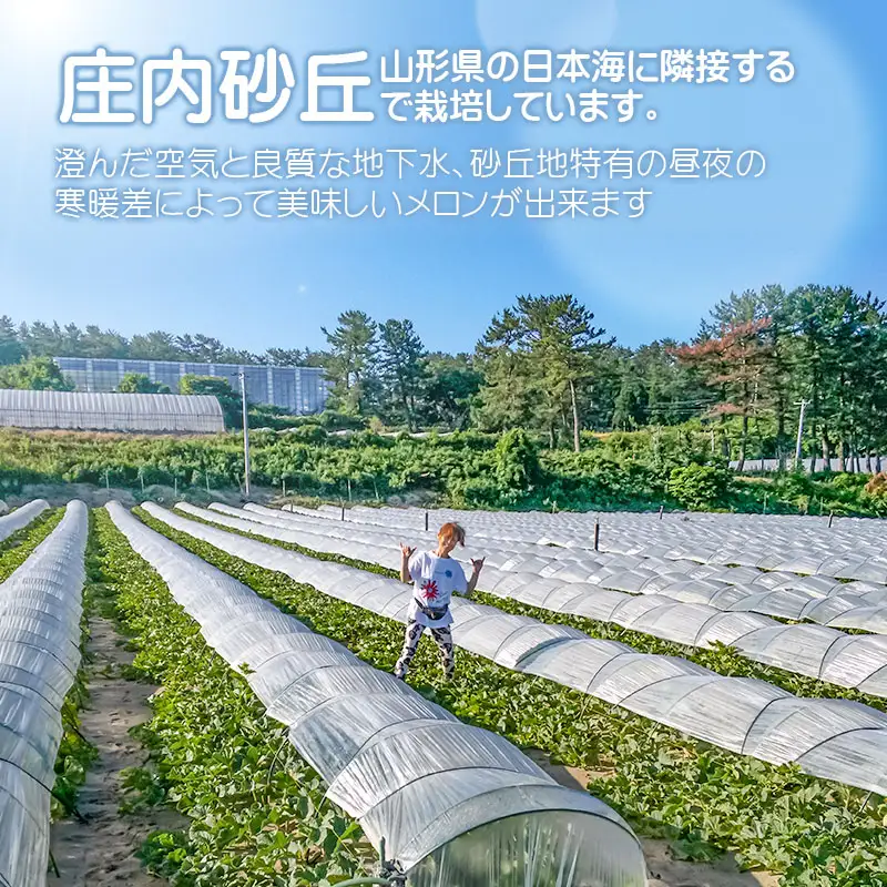 【令和8年産】 秋どりアンデスメロン 約5kg (3～4玉入) 山形県鶴岡市産 庄内砂丘メロン　小林ファーム　| メロン めろん 秋採り 秋収穫 秋メロン フルーツ 果物 くだもの デザート 産地直送 山形 鶴岡 庄内 庄内産 東北 人気 おすすめ 美味しい 贈答 国産 お取り寄せ 返礼品