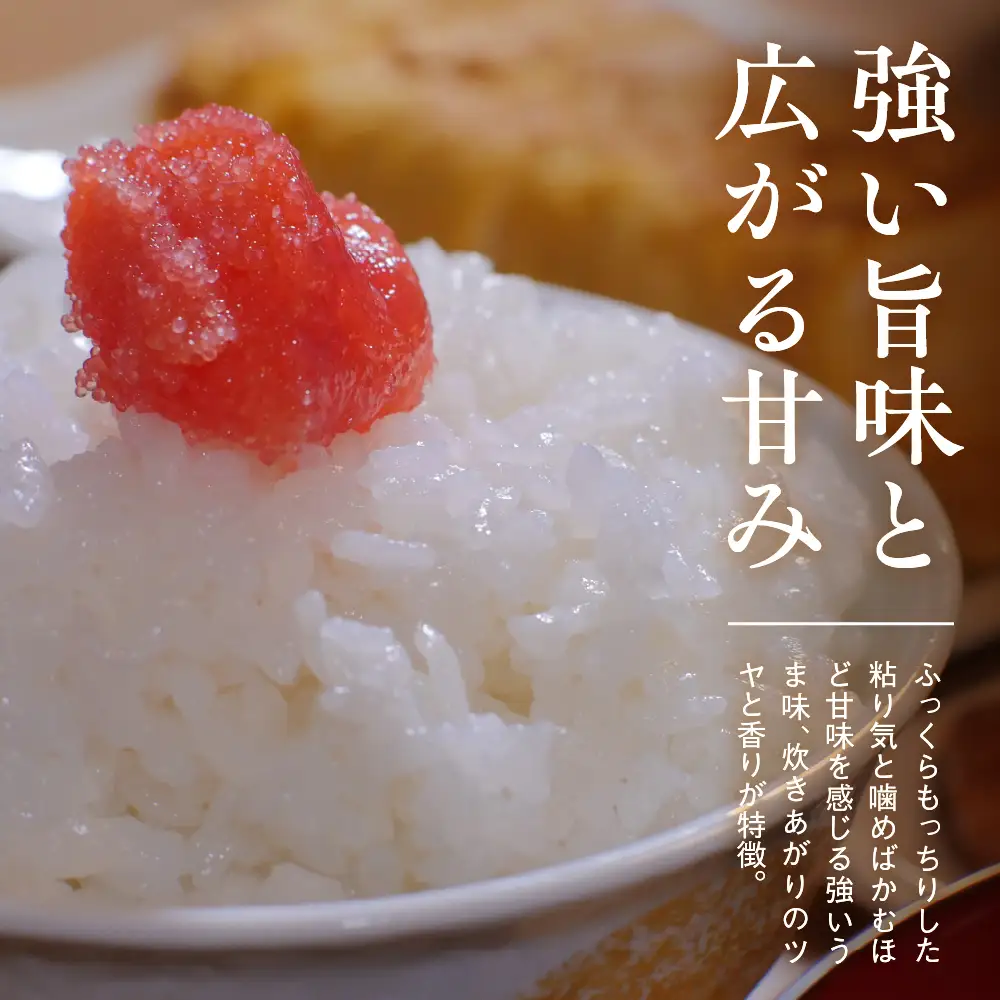 先行予約【令和8年産】服部米蔵の妙高矢代産コシヒカリ10kg　10月中旬から発送