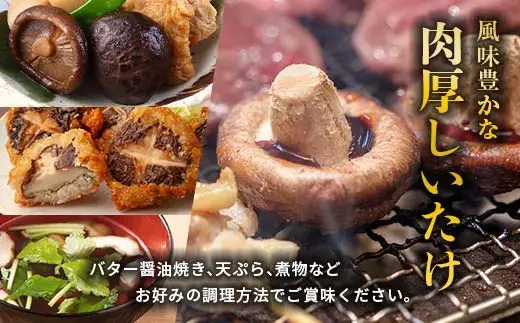 【先行予約】2026年9月以降順次発送 原木栽培 生椎茸 約1kg 里の恵 しいたけ シイタケ きのこ キノコ 椎茸 野菜  F21X-570