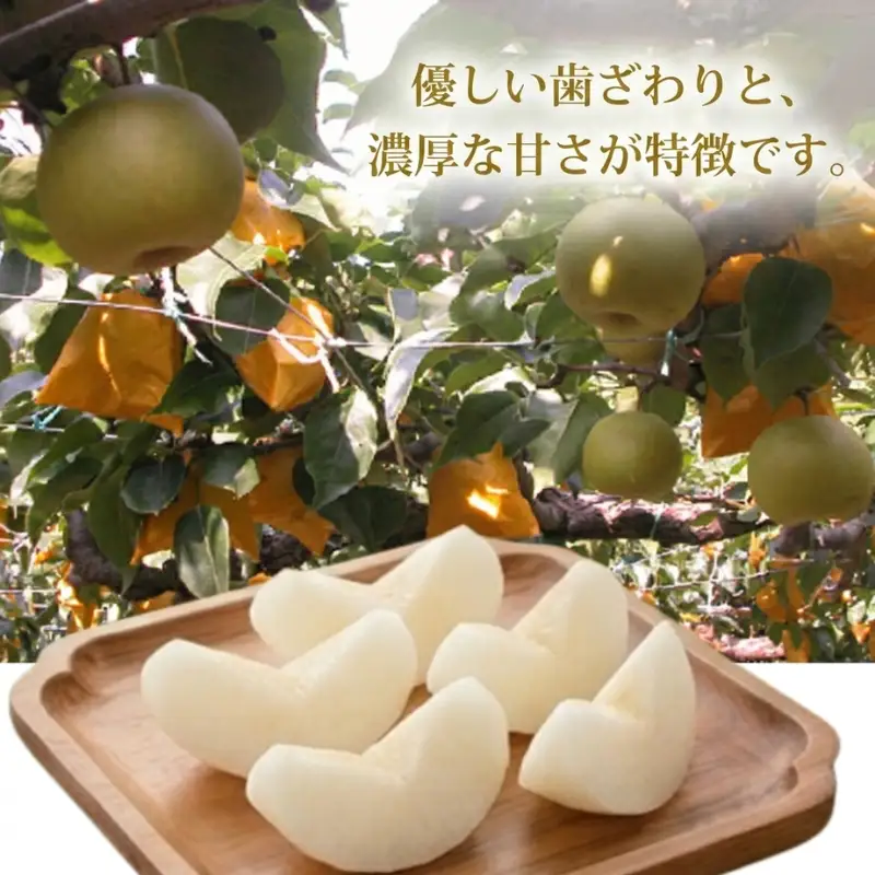梨 福賀の南水梨 約3kg 7玉 山口県阿武町産 高糖度 シャキシャキ食感 数量限定 【2026年9月20日頃～順次発送】