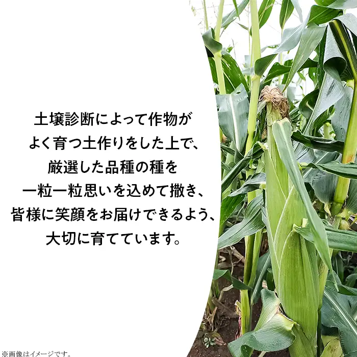 494 とうもろこし 約4kg（味来またはゴールドラッシュ）スイートコーン 2026年10月中旬～11月上旬ころ発送予定 岩崎農園