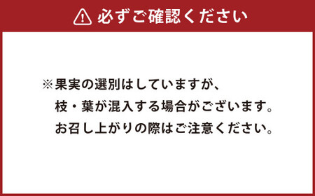 【2ヶ月毎3回 定期便】久住高原 手摘みブルーベリー 冷凍 500g 2袋 計3kg 小分け 栽培期間中農薬不使用 【2025年7月下旬より順次発送開始予定】