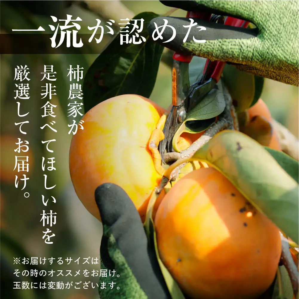 [先行予約／令和8年産]《訳あり》サイズおまかせ 西垣農園 富有 柿 約3kg  [mt490]  柿