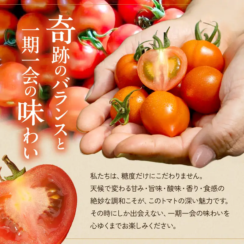 トマト よしよし畑 中玉トマト 新鮮 トマト【1.8kg～2kg】