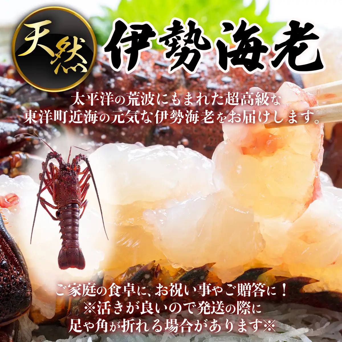 ウチワエビ(大)×3尾＆伊勢海老(小)×2~3尾の豪華セット