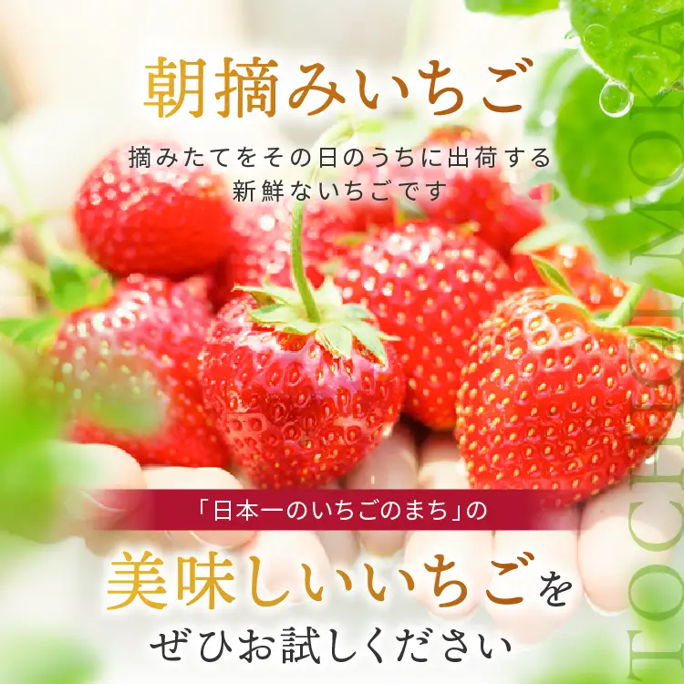 スカイベリー（贈答向け）【2月発送】約560g 真岡市 栃木県 送料無料