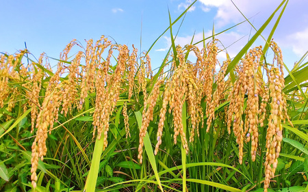 【先行予約】【3ヶ月定期便】【令和8年度産 新米】福井県大野産コシヒカリ（白米）10kg(5kg×2袋)×3回 計30kg [C-094002]