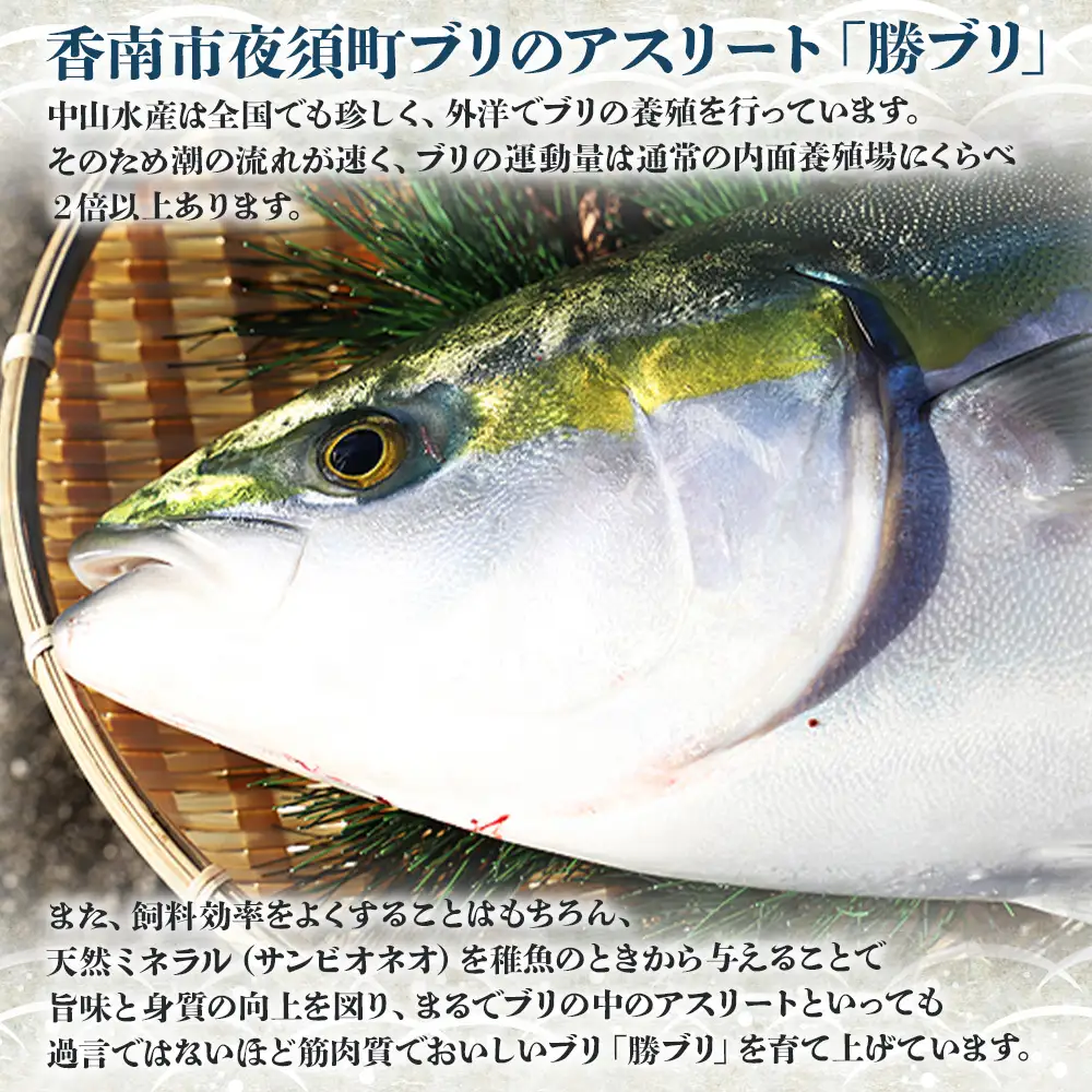 【先行申込】ブリ 鰤 1匹(5kg～6kg) 2回 定期便【ブリ 定期便 海鮮 勝ブリ 鰤 鰤 鰤】 Wny-0015