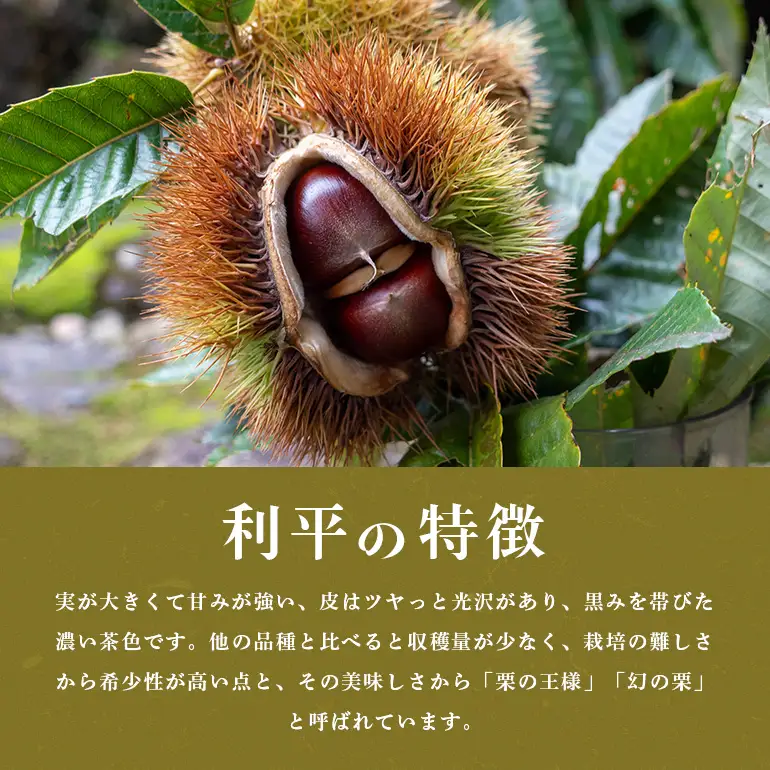 笠間の栗・箱田農園の生栗「利平」1kg（3L以上） JN-005