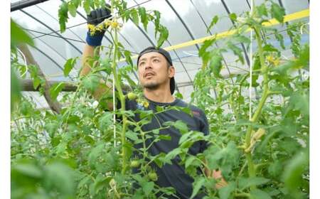 赤の元気「トマトケチャップ」5個セット 無添加◆｜完熟トマト 詰め合わせ 個包装 トマト とまと ケチャップ トマトケチャップ アレンジ アレンジ料理 万能 保存料不使用 完熟トマト 完熟 料理 調味料 濃い 多用途 おすすめ 人気 美味しい 万能調味料 ベジタブル 濃厚 野菜 ソース パスタ 無添加 愛媛 久万高原町 赤の元気 ※着日指定不可