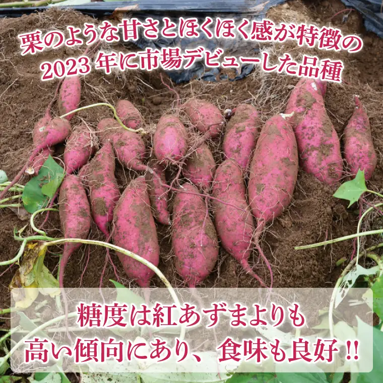 さつまいも 6kg 栗かぐや 益子町 AU016