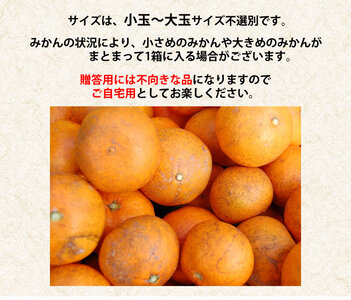 先行予約 訳あり みかん 10kg【2026年10月上旬～2027年2月中旬までに発送予定】柑橘 フルーツ 果物 くだもの 規格外 不揃い