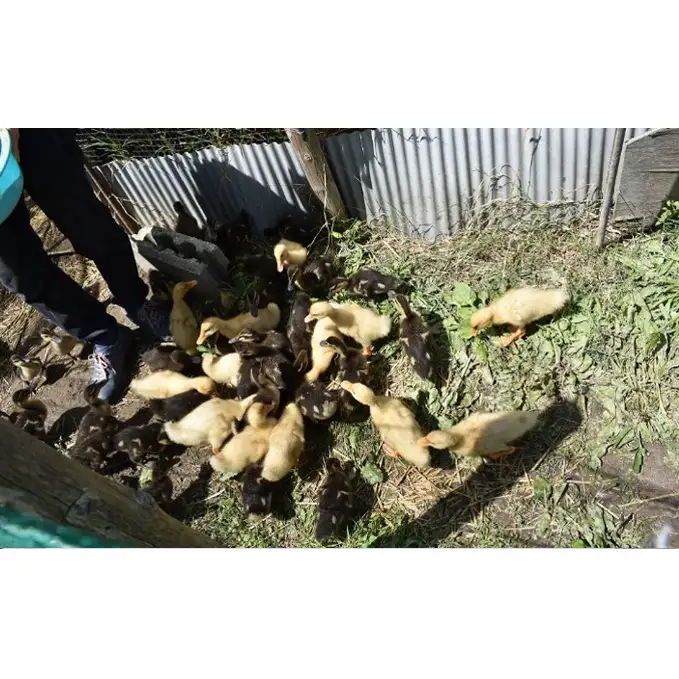香川県産コシヒカリ（玄米 3kg）玄米 お米