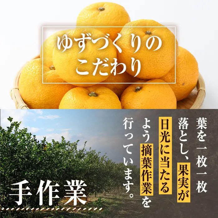 ＜先行予約受付中！2026年11月上旬以降順次発送予定＞柚子(約1.8kg)かんきつ 柑橘 期間限定 おもとの丘【111300601】【未来農林】