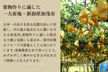【2026年先行予約】【家庭用】西洋梨 ル・レクチェ 1kg（2～3玉）《11月下旬～順次発送》 果物 梨 洋梨 西洋梨 フルーツ 訳あり 冬の味覚 デザート 産地直送 加茂市 樋口農園 梨