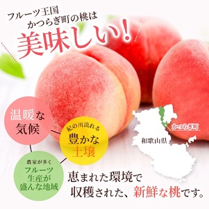 桃 白桃  約2kg 6～8個 【秀品】※2027年6月20日～7月30日発送予定【BK012-kgr009B】