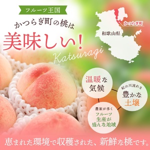 桃 白桃 川中島白桃　約2kg 6～8個入【秀品】【2027年7月下旬頃から８月下旬頃順次発送】【BK013-kgr011A】